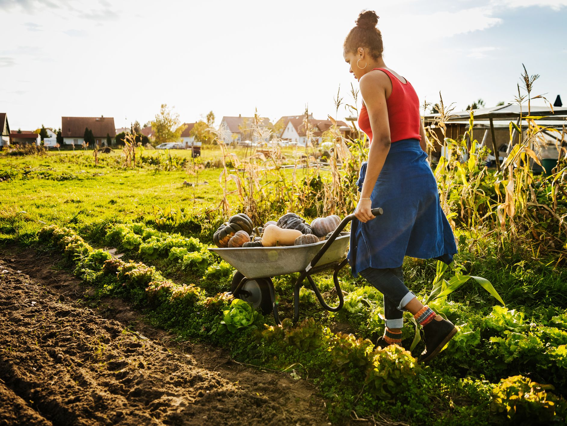 organic farming